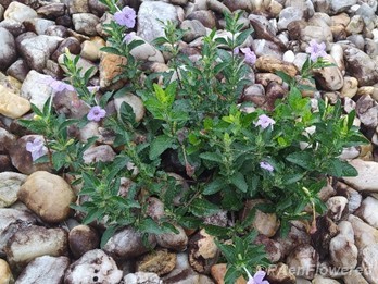Plant in flower